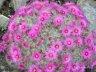 Nikitsky Botanic Garden15.JPG - 